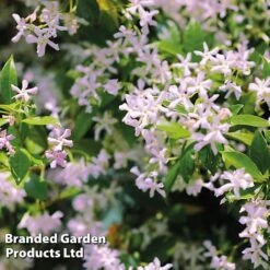 Trachelospermum Trio -Greenworld Zone TRAC PINKYWING L21451