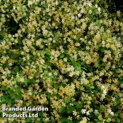 Trachelospermum Jasminum 'Star Of Toscana' -Greenworld Zone TRAC STAROFTOS S09273
