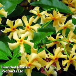 Trachelospermum Jasminum 'Star Of Toscana' -Greenworld Zone TRAC STAROFTOS S09276