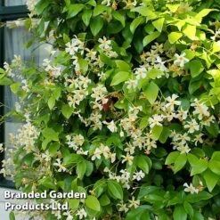 Trachelospermum Jasminum 'Star Of Toscana' -Greenworld Zone TRAC STAROFTOS S09277