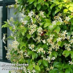 Trachelospermum Trio -Greenworld Zone TRAC STAROFTOS T40591