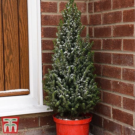 Potted Christmas Tree - Picea Perfecta - Gift 1 Potted Christmas Tree - Picea Perfecta - Gift