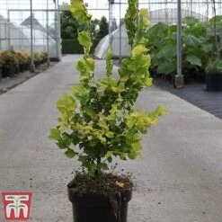 Ulmus X Hollandica 'Wredei' 6 Ulmus X Hollandica 'Wredei' -Greenworld Zone ULMU TKA3638 B