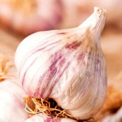 Bumper Autumn Planting Onion/Garlic/Shallot Collection 7 Bumper Autumn Planting Onion/Garlic/Shallot Collection -Greenworld Zone VEGAR315961