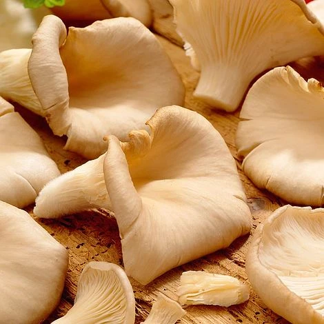 Mushroom Windowsill Kit - Oyster 2 Mushroom Windowsill Kit - Oyster - Image 2