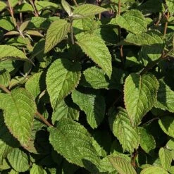 Viburnum Plicatum F. Tomentosum -Greenworld Zone VIBU T63583 A h