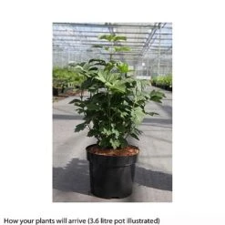 Viburnum Opulus 'Nanum' -Greenworld Zone VIBU T66510 A h