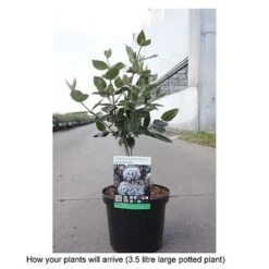 Viburnum X Burkwoodii 'Anne Russell' -Greenworld Zone VIBU T68197 B h