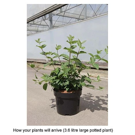 Viburnum Macrocephalum 'Happy Fortuna' 2 Viburnum Macrocephalum 'Happy Fortuna' - Image 2