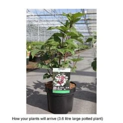 Viburnum Sargentii 'Onondaga' -Greenworld Zone VIBU T68221 B h