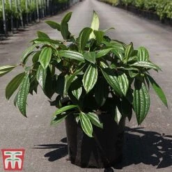 Viburnum Davidii 5 Viburnum Davidii -Greenworld Zone VIBU TKA3676 C