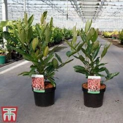 Viburnum Nudum 'Brandywine' 5 Viburnum Nudum 'Brandywine' -Greenworld Zone VIBU TKA3684 A