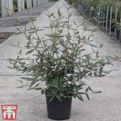 Viburnum 'Pragense' -Greenworld Zone VIBU TKA3688 C