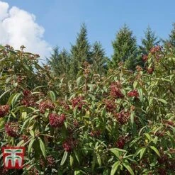 Viburnum Rhytidophyllum -Greenworld Zone VIBU TKA3692 C