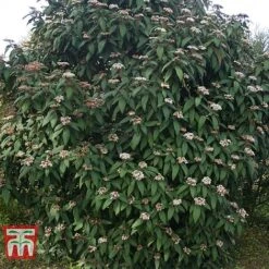 Viburnum Rhytidophyllum -Greenworld Zone VIBU TKA3692 D