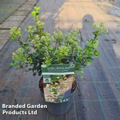 Viburnum 'Fairy Stars' -Greenworld Zone VIBU FAIRYSTAR S46413