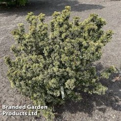 Viburnum 'Fairy Stars' -Greenworld Zone VIBU FAIRYSTAR S49451