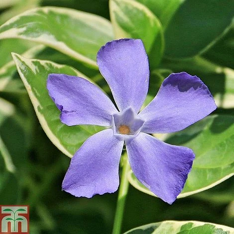 Vinca Minor 'Ralph Shugert' 1 Vinca Minor 'Ralph Shugert'