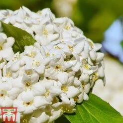 Viburnum X Carlcephalum 5 Viburnum X Carlcephalum -Greenworld Zone VIRB t79114 C