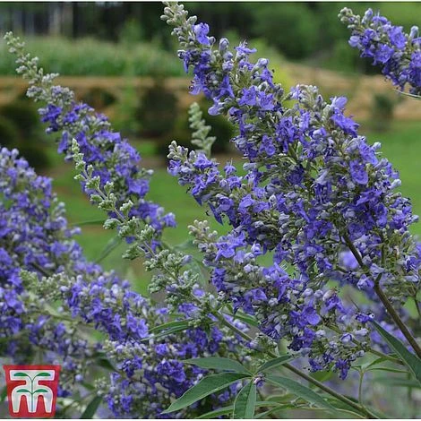 Vitex Agnus-castus 'Delta Blues' 1 Vitex Agnus-castus 'Delta Blues'