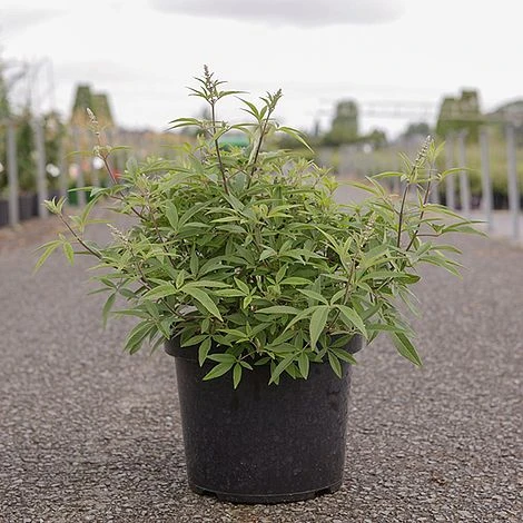 Vitex Agnus-castus 'Galactic Pink' 2 Vitex Agnus-castus 'Galactic Pink' - Image 2