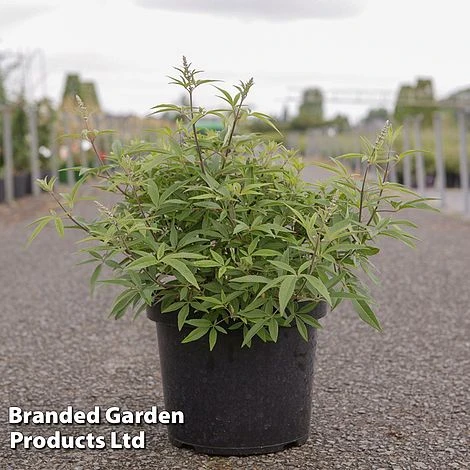Vitex Agnus-castus 'Galactic Pink' 1 Vitex Agnus-castus 'Galactic Pink'
