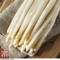 Asparagus Collection (Spring Planting) -Greenworld Zone Vittorio Asparagus2