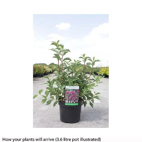 Weigela Florida 'Korea' 2 Weigela Florida 'Korea' - Image 2