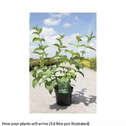 Weigela Middendorffiana -Greenworld Zone WEIG T66530 B h