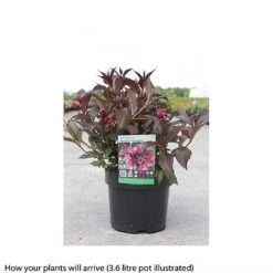 Weigela 'Naomi Campbell' 5 Weigela 'Naomi Campbell' -Greenworld Zone WEIG T66533 A h