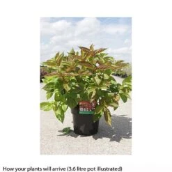 Weigela Florida 'Wings Of Fire' -Greenworld Zone WEIG T66535 B h