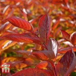 Weigela Florida 'Wings Of Fire' -Greenworld Zone WEIG T66535 C