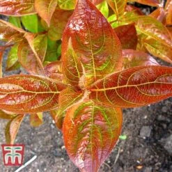 Weigela Florida 'Wings Of Fire' -Greenworld Zone WEIG T66535 F