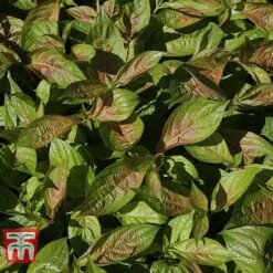 Weigela Florida 'Wings Of Fire' -Greenworld Zone WEIG T66535 H