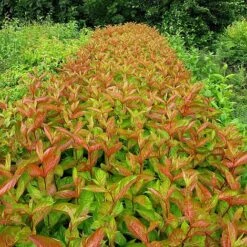 Weigela Florida 'Wings Of Fire' -Greenworld Zone WEIG T66535 NOW1