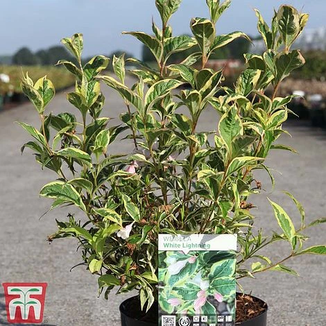 Weigela 'White Lightning' 2 Weigela 'White Lightning' - Image 2