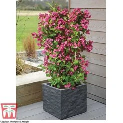 Weigela 'Towers Of Flowers'&reg; Duo -Greenworld Zone WEIG WKB5878 D