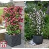 Weigela 'Towers Of Flowers'&reg; Duo