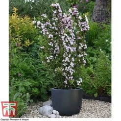 Weigela 'Towers Of Flowers'&reg; Duo -Greenworld Zone WEIG WKB5878 Q