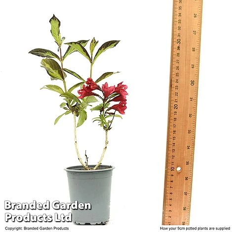 Weigela 'Camouflage' 12 Weigela 'Camouflage' - Image 12