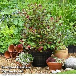 Weigela 'Camouflage' 14 Weigela 'Camouflage' -Greenworld Zone WEIG CAMOUFLAG T39702