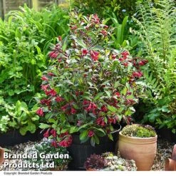 Weigela 'Camouflage' 17 Weigela 'Camouflage' -Greenworld Zone WEIG CAMOUFLAG T39771