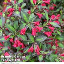Weigela 'Camouflage' 18 Weigela 'Camouflage' -Greenworld Zone WEIG CAMOUFLAG T39902