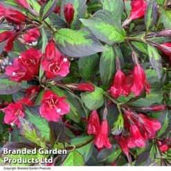 Weigela 'Camouflage' 19 Weigela 'Camouflage' -Greenworld Zone WEIG CAMOUFLAG T39904