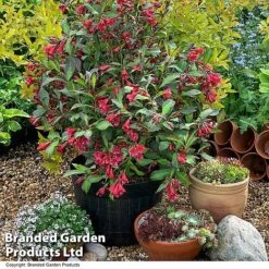 Weigela 'Camouflage' 21 Weigela 'Camouflage' -Greenworld Zone WEIG CAMOUFLAG T39907