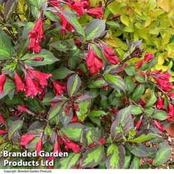 Weigela 'Camouflage' 22 Weigela 'Camouflage' -Greenworld Zone WEIG CAMOUFLAG T39908