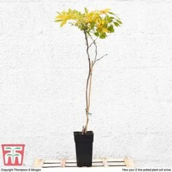 Wisteria Sinensis (Patio Standard) -Greenworld Zone WIST T10787 B