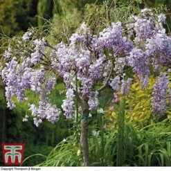 Wisteria Sinensis (Patio Standard) -Greenworld Zone WIST T10787 C