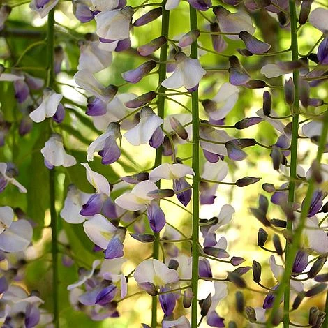 Wisteria 'Tiverton' 1 Wisteria 'Tiverton'
