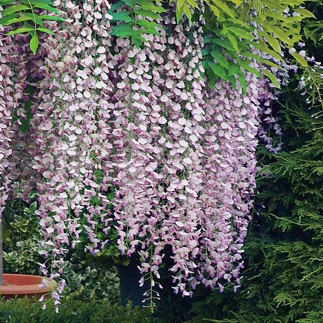 Wisteria Floribunda 'Rosea' 1 Wisteria Floribunda 'Rosea'